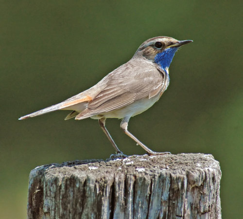 Bluethroat