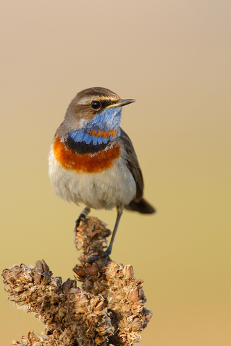 Bluethroat