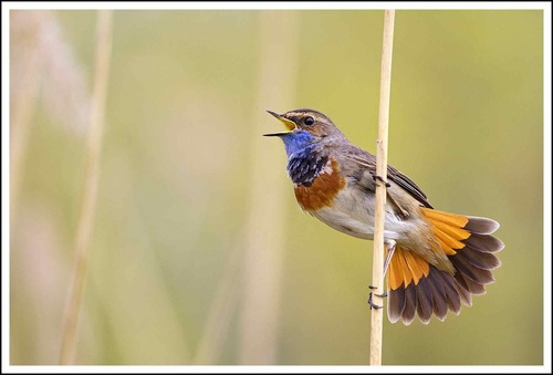 Bluethroat