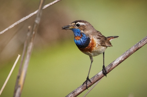 Bluethroat
