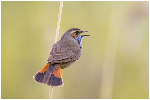 Bluethroat