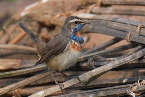 Bluethroat