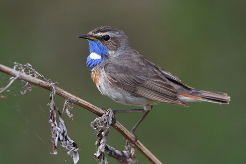 Bluethroat
