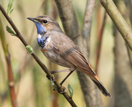 Bluethroat