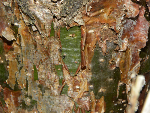 Gumbo Limbo