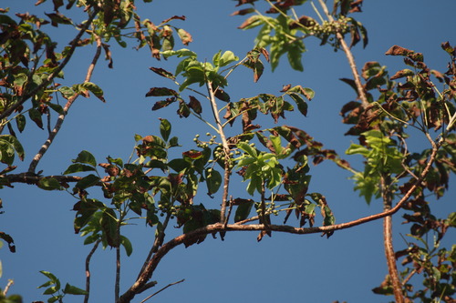 Gumbo Limbo