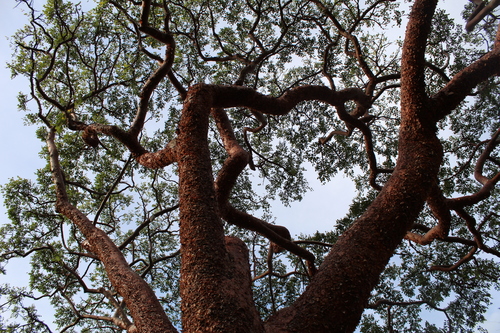 Gumbo Limbo