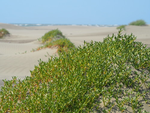 sea purslane