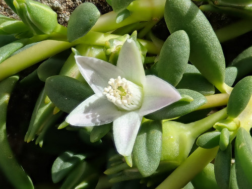 sea purslane