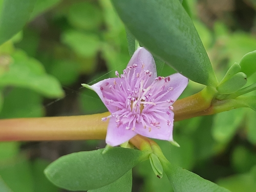 sea purslane
