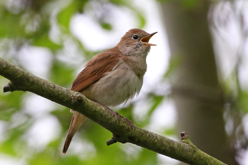 Common Nightingale