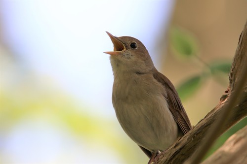 Common Nightingale