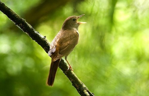 Common Nightingale