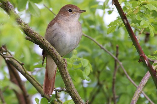 Common Nightingale