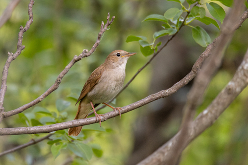 Common Nightingale