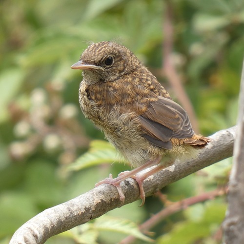 Common Nightingale