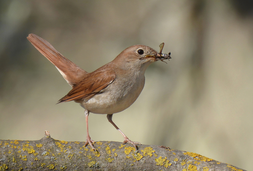 Common Nightingale
