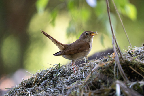 Common Nightingale