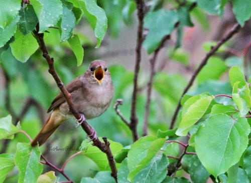 Common Nightingale