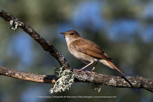 Common Nightingale