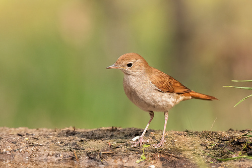 Common Nightingale
