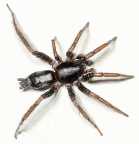 Eastern Parson Spider