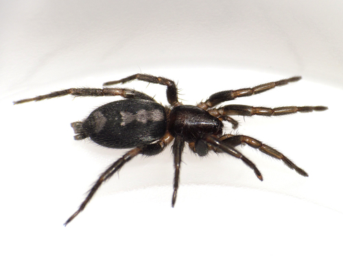 Eastern Parson Spider
