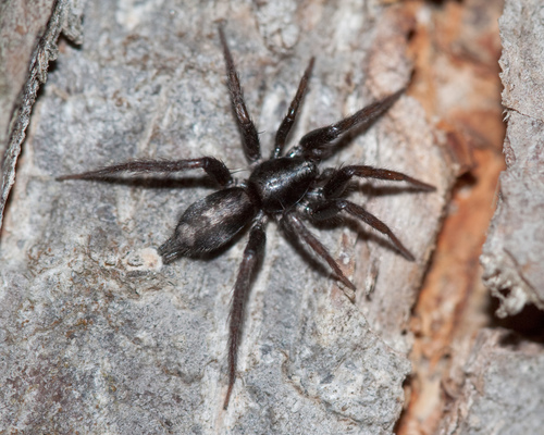 Eastern Parson Spider