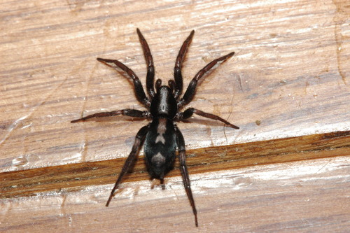 Eastern Parson Spider