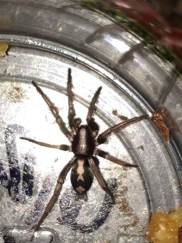 Eastern Parson Spider