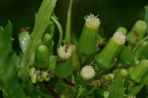 American burnweed
