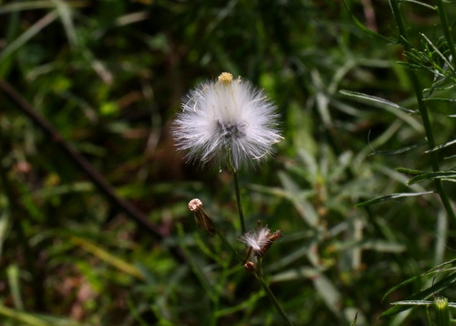 American burnweed