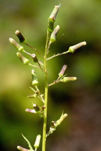 American burnweed