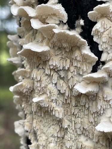 Milk-white Toothed Polypore