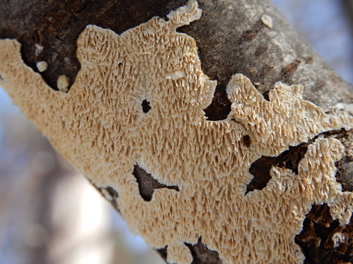Milk-white Toothed Polypore