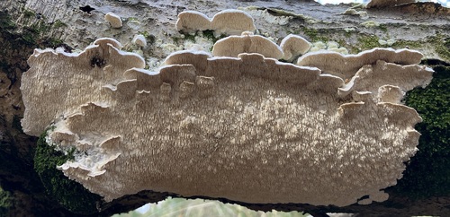 Milk-white Toothed Polypore