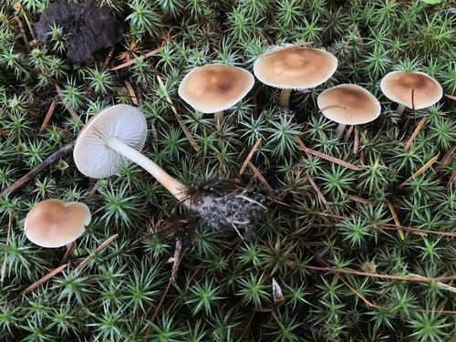 Oak-loving Gymnopus