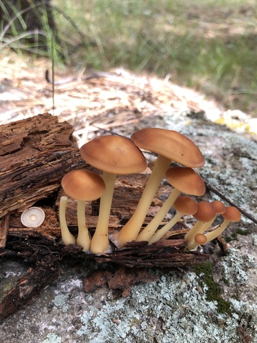 Oak-loving Gymnopus