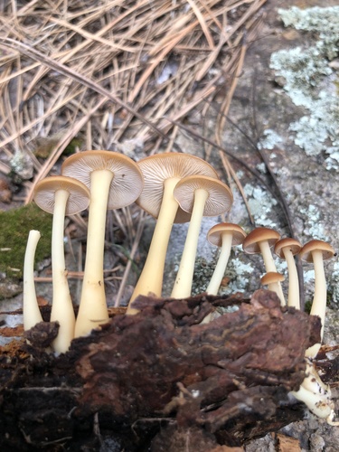 Oak-loving Gymnopus