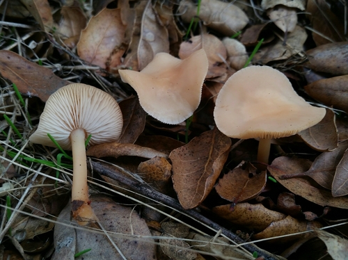 Oak-loving Gymnopus