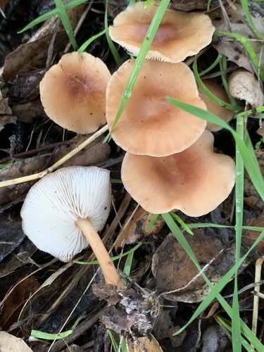 Oak-loving Gymnopus