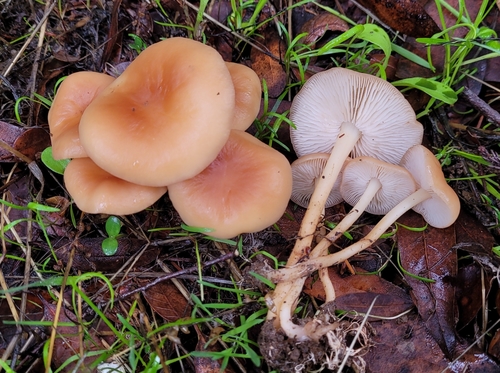 Oak-loving Gymnopus