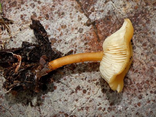 Oak-loving Gymnopus