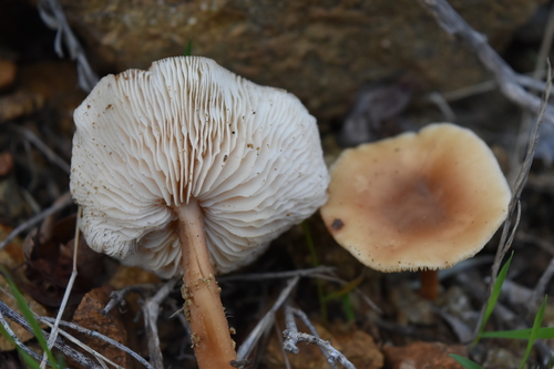 Oak-loving Gymnopus