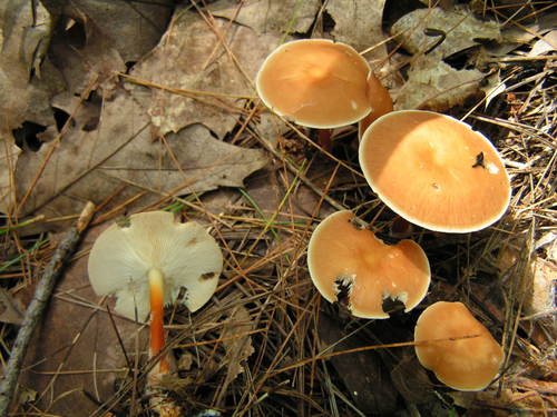 Oak-loving Gymnopus