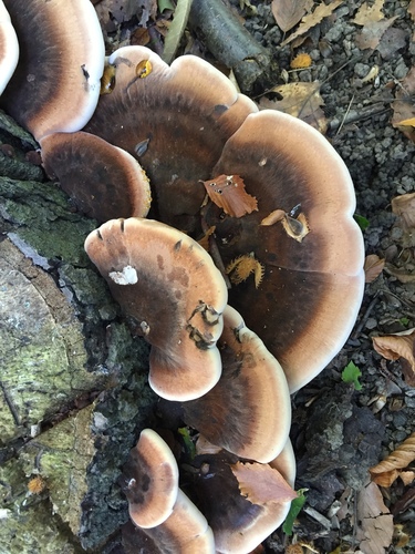 Resinous Polypore