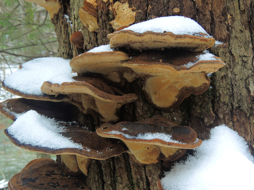 Resinous Polypore