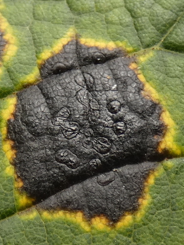 Black Tar Spot