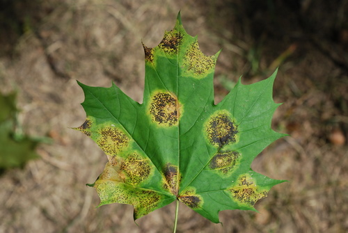 Black Tar Spot