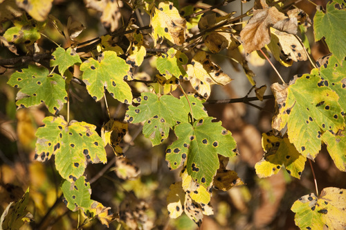 Black Tar Spot